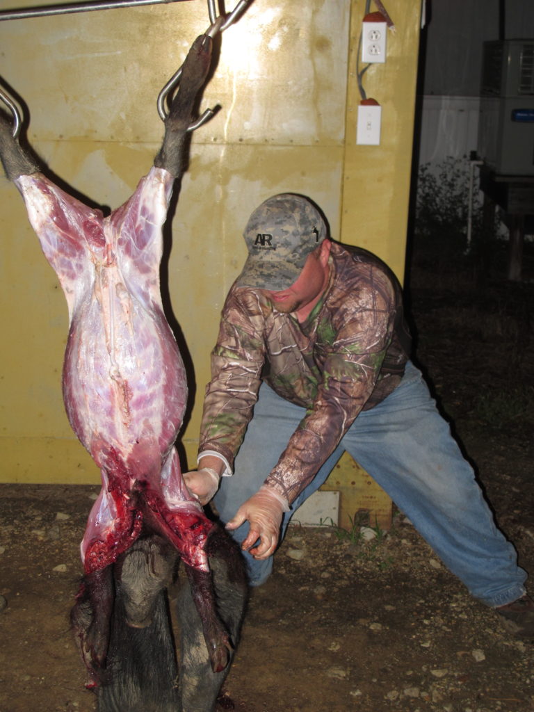 butchering wild hogs