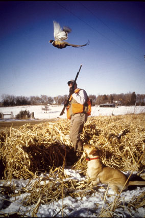 pheasant dog training