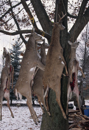 deer hunting taxidermy care
