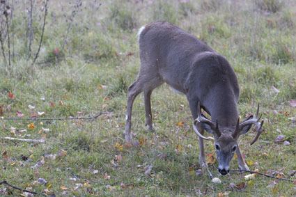 deer hunting apple orchard