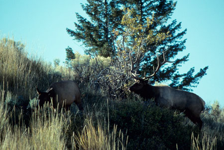western elk hunting