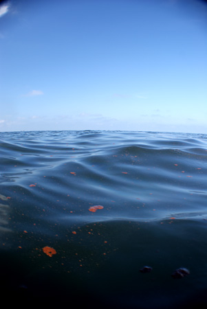 oil spill gulf of mexico