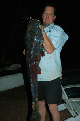 sharptooth catfish