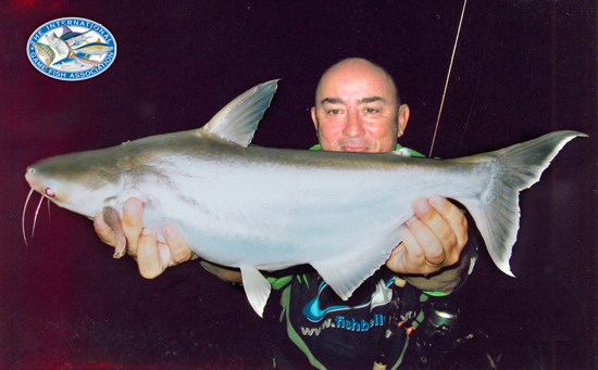 thai shark catfish world record