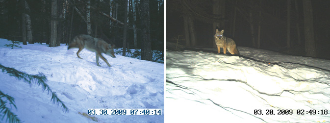 coyote trail camera