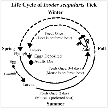 deer tick lifecycle