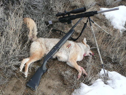 coyote hunting shotgun