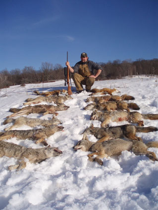 eastern coyote hunting