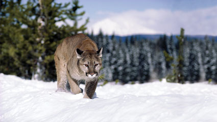 cougar hunting