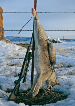 bird hunting coyote