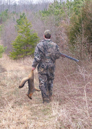clearcut predator hunting