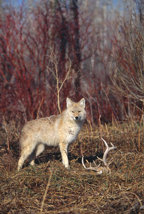 coyote hunting deer