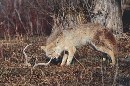 coyote hunting deer