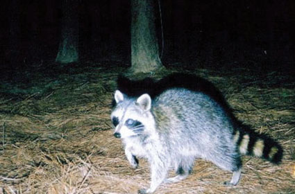 raccoon hunting