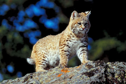 bobcat hunting