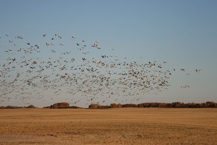 prairie duck goose hunting