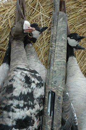 duck hunting shotgun