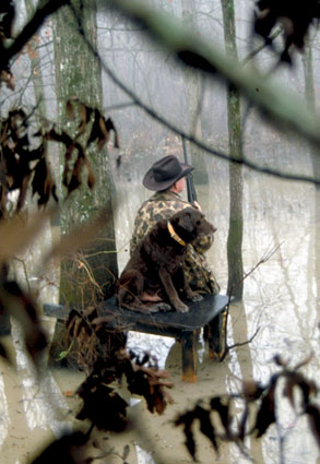 wood duck hunting