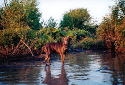 hunting dog hypothermia