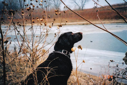 hunting dog hypothermia