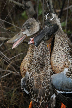 mississippi delta duck hunting