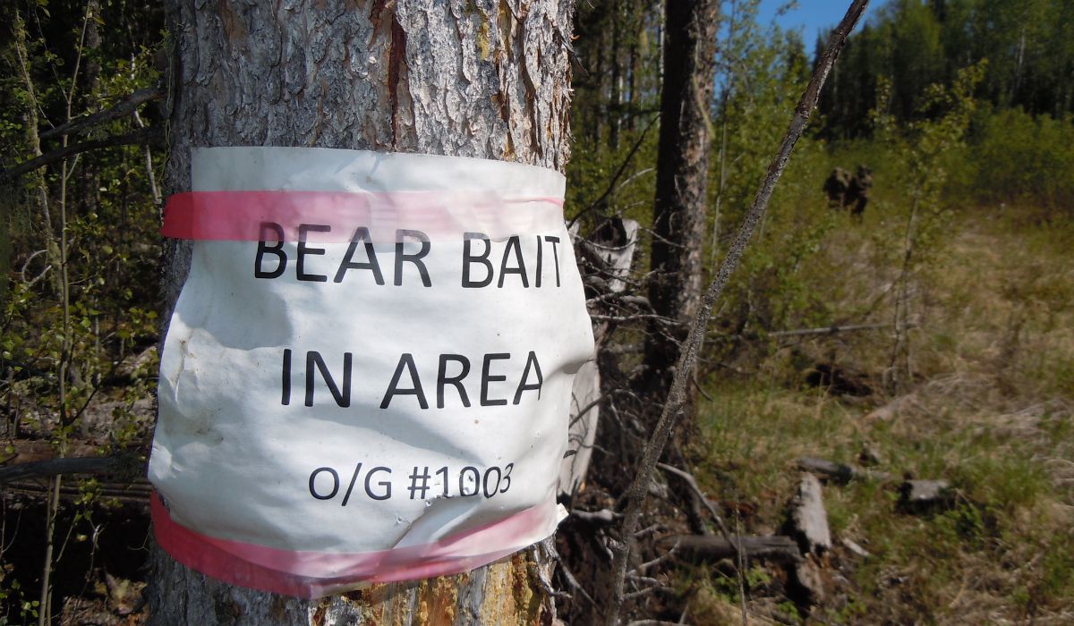 Hoarding Bait for Black Bear Success