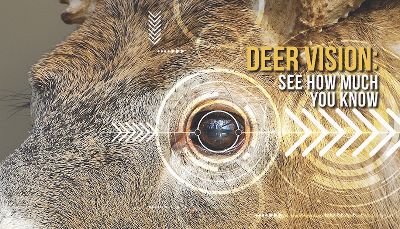 How Far Away Can a Deer See You?