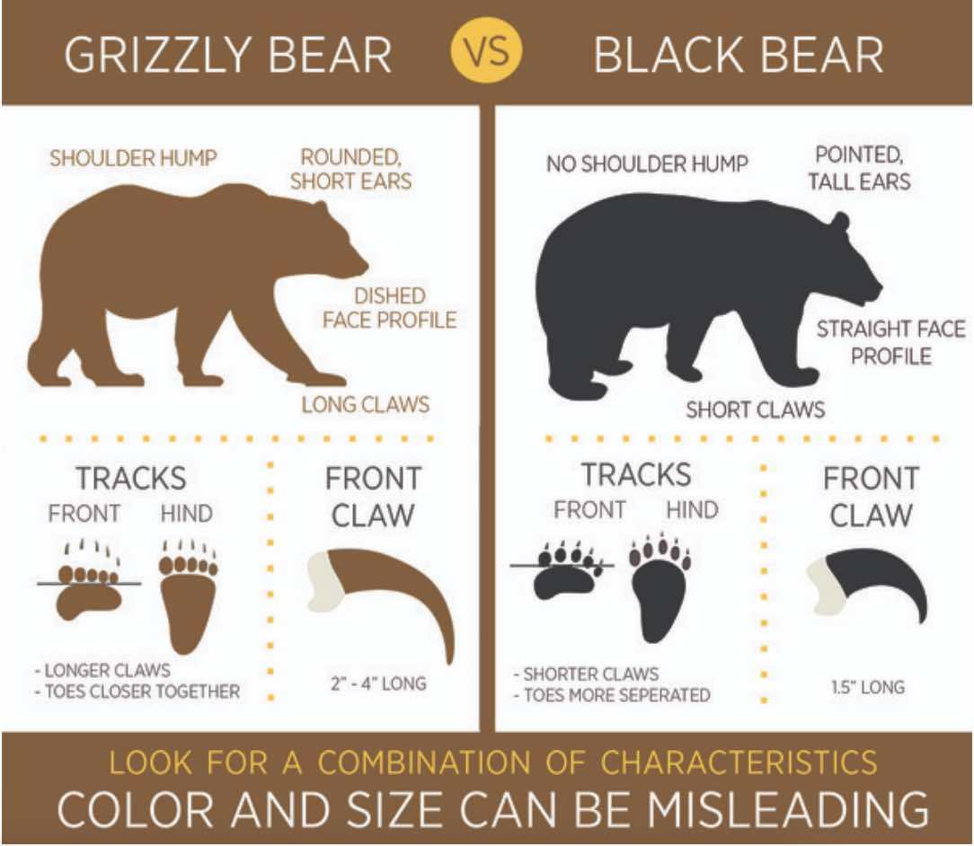 Grizzly Bear Size Chart