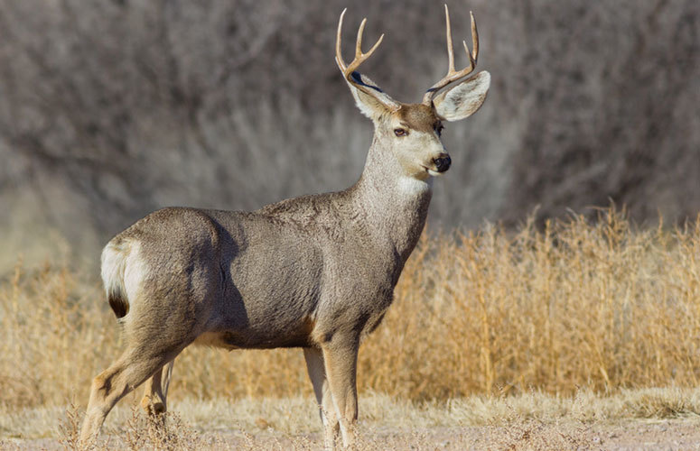 Mule Deer Population Continues Growing In North… | Grand View Outdoors