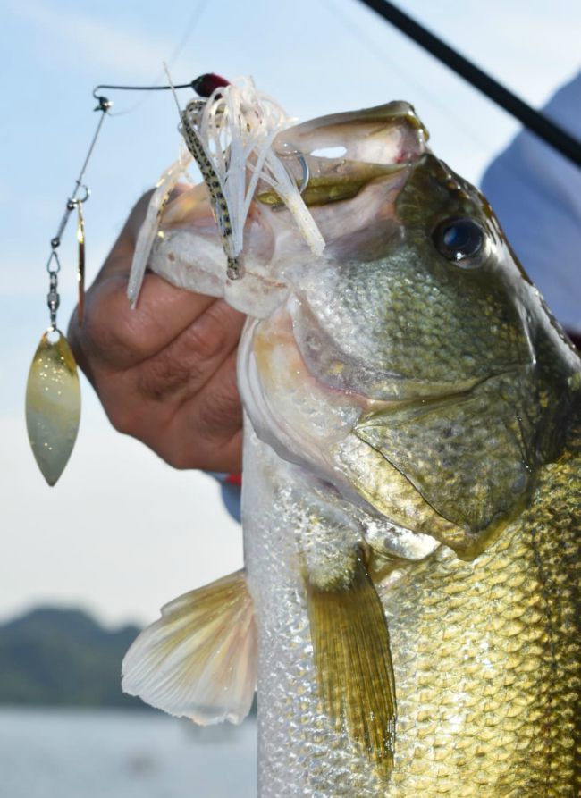 Video: Fishing Big Worms for the Biggest Bass