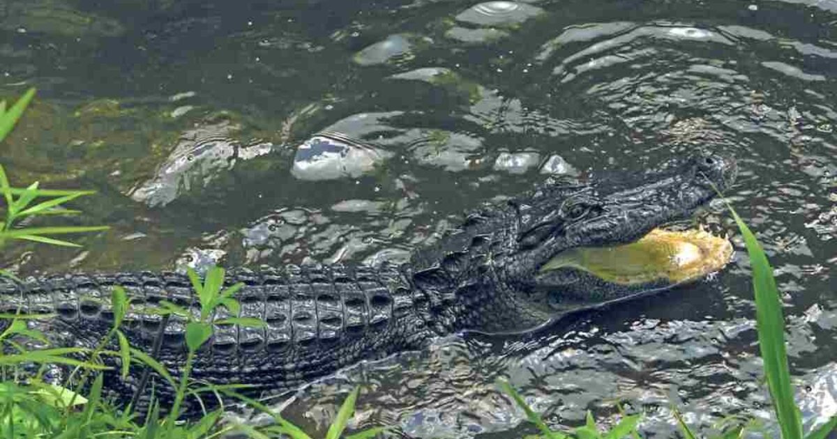 Where to Hunt Alligators