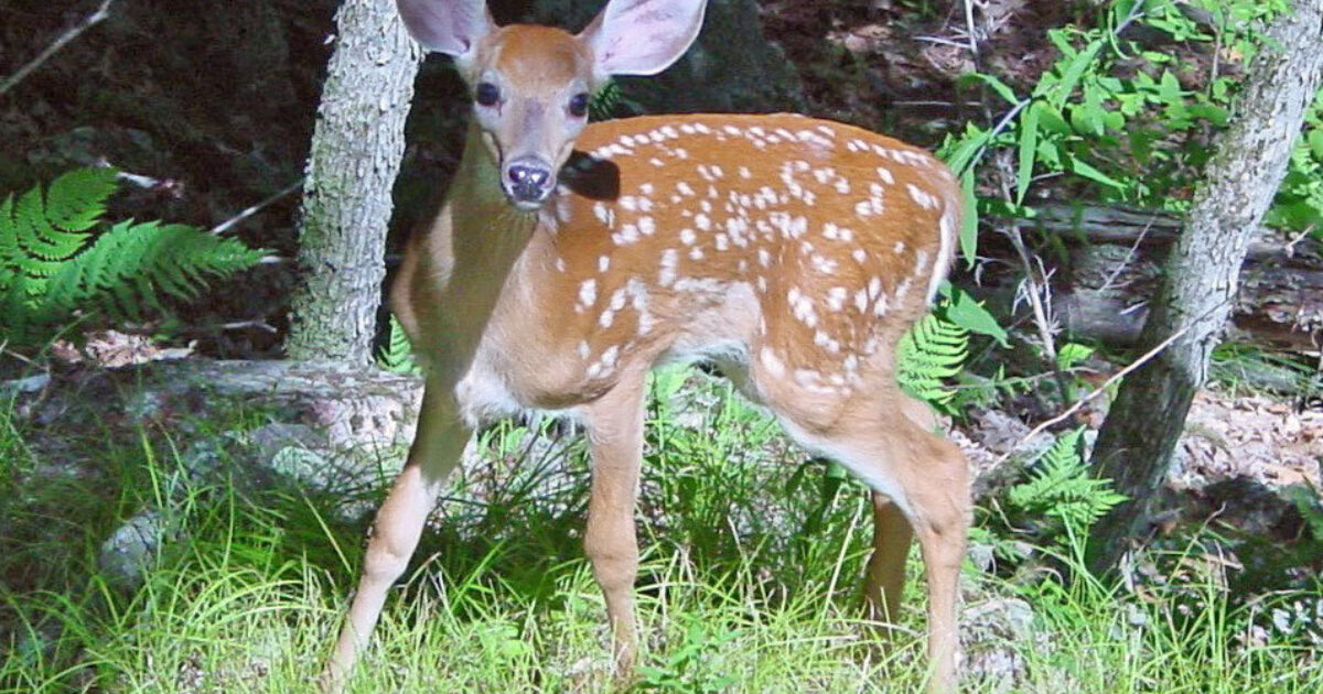 Could This Deer Fawn Survive Without Its Mother? | Grand View Outdoors