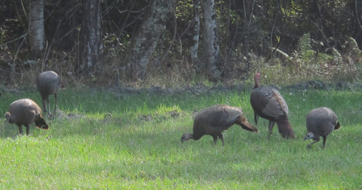Turkey Hunting Season Opens In Connecticut Grand View Outdoors