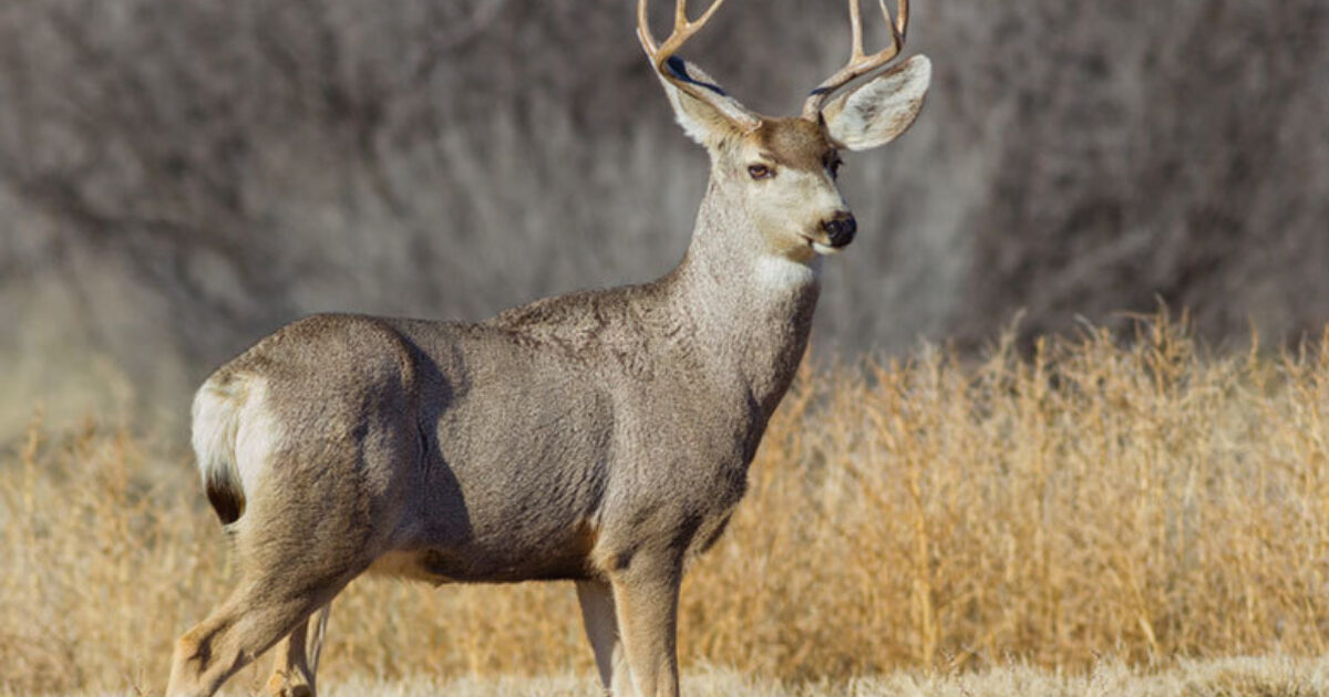 Mule Deer Population Continues Growing In North… | Grand View Outdoors