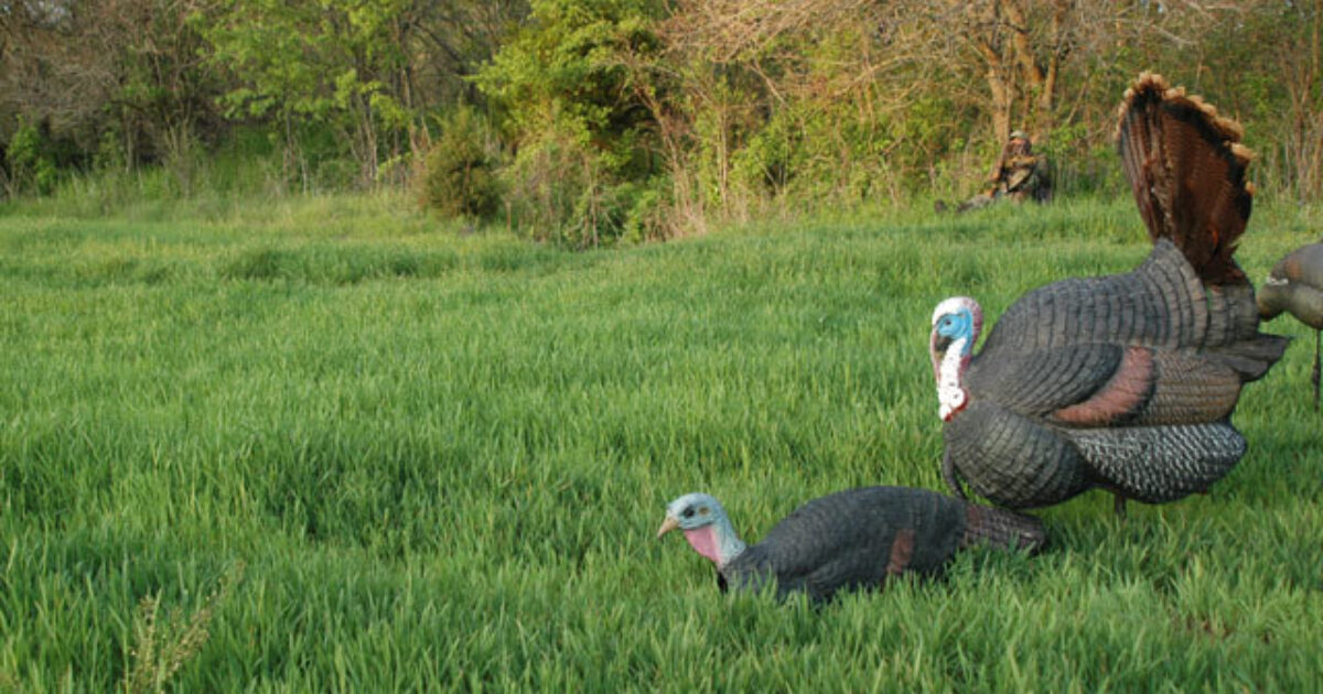 How To Pick And Position Turkey Decoys Perfectly Grand