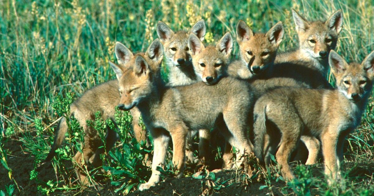 Coyote Breeding Secrets: Inside the Fur Factory | Grand View Outdoors
