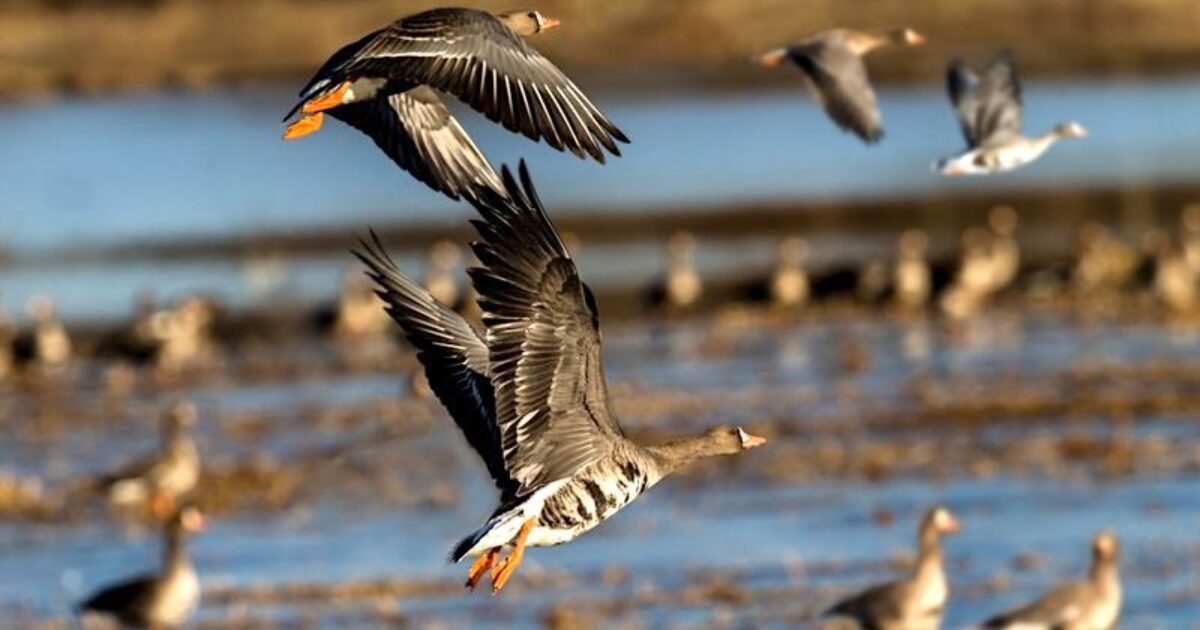 More than half a million Arkansas birds below average, says AGFC