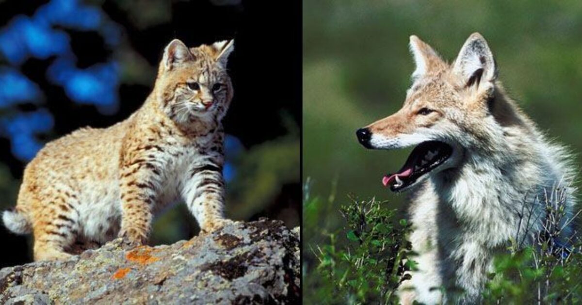 Cottontail Distress Rabbit Predator Mouth Call Coyote Fox Bobcat Hunting 