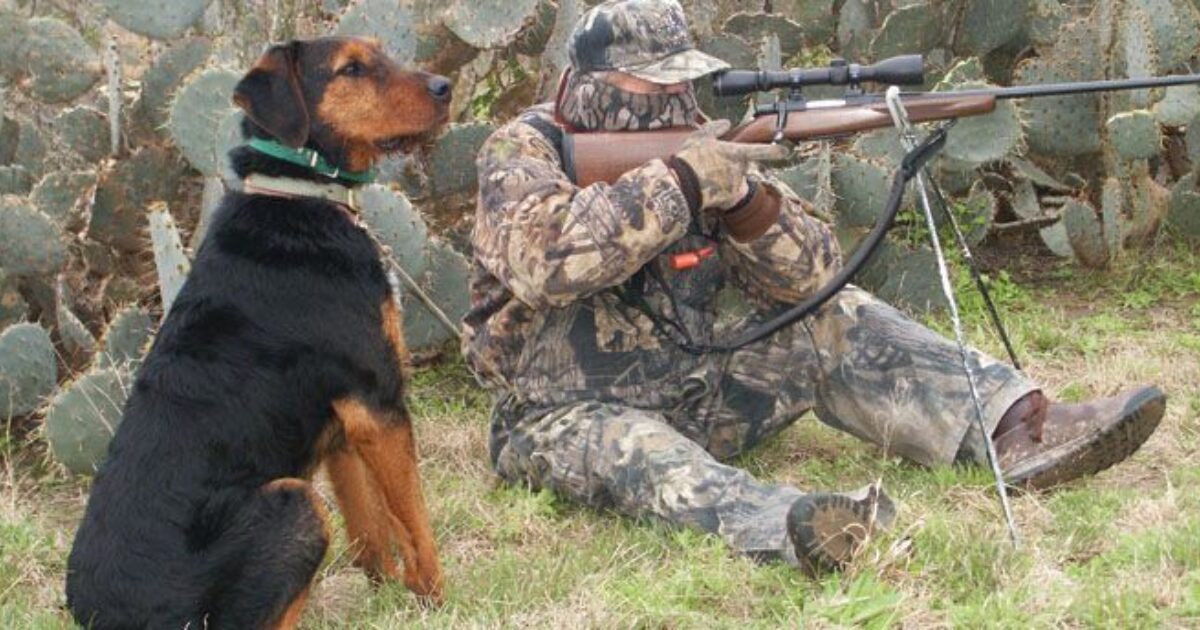 best coyote hunting dogs