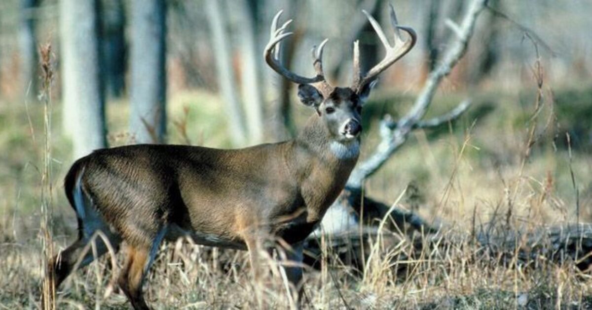 Deer Diseases: Are You At Risk? 