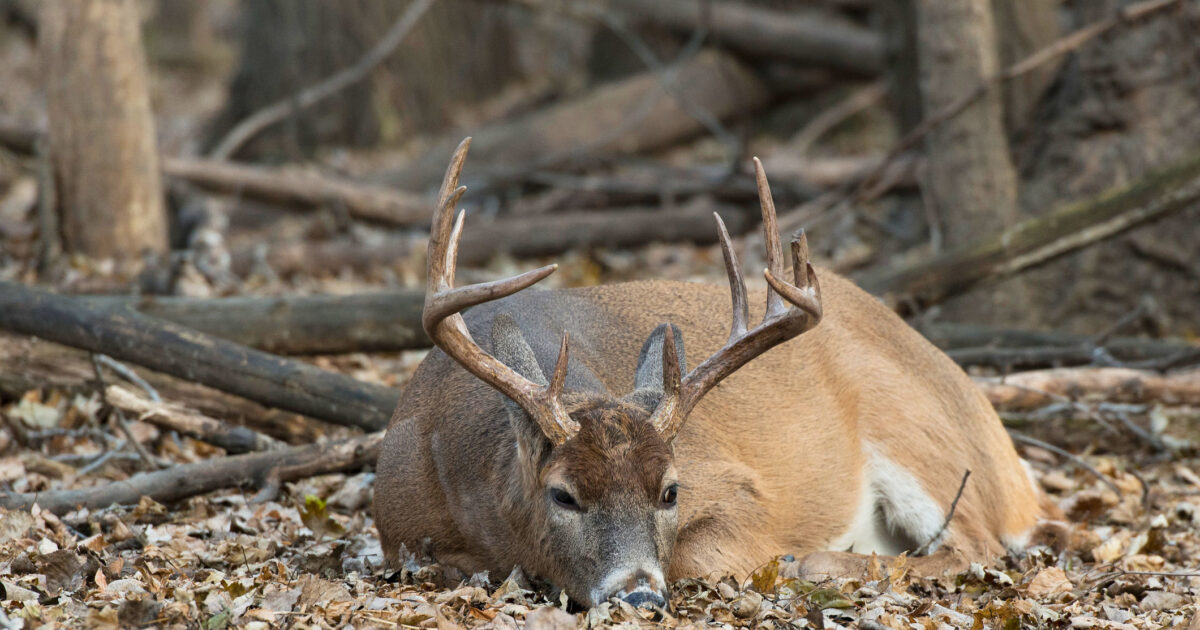 Where do deer sleep? | Grand View Outdoors