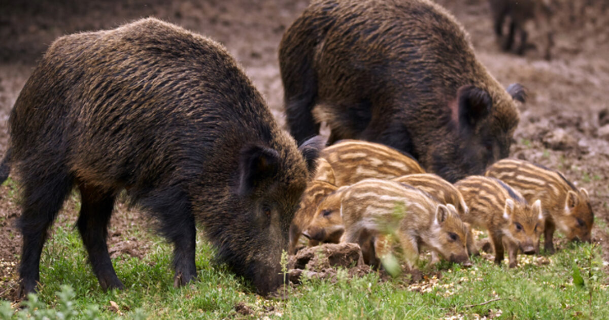 Feral Pigs Getting More Attention in Canada | Grand View Outdoors