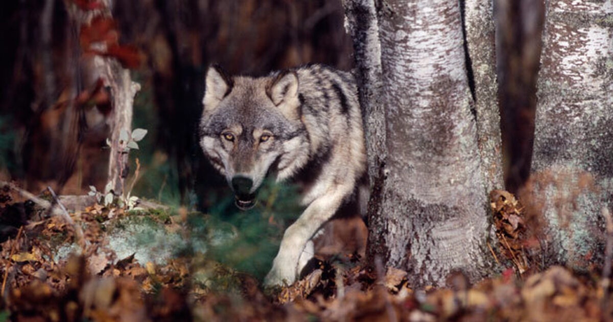 Washington To Kill 11 Of 90 Endangered Wolves | Grand View Outdoors