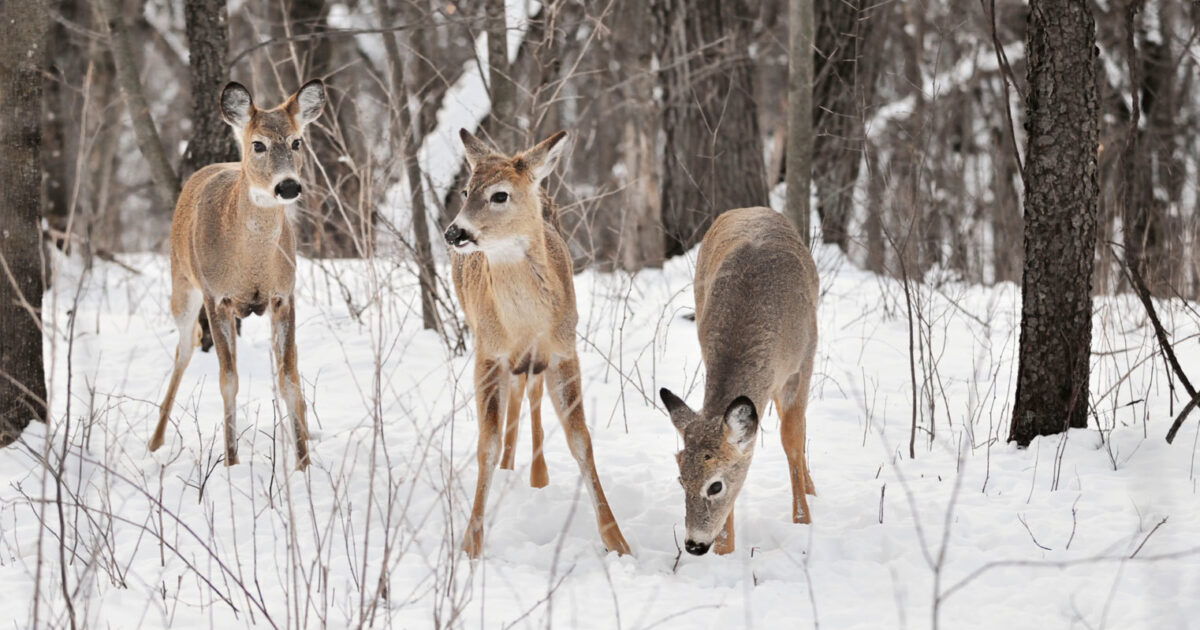 How Deer Survive Winter Weather