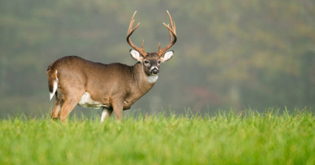 Biology, Bucks highlight annual Southeast Deer… | Grand View Outdoors