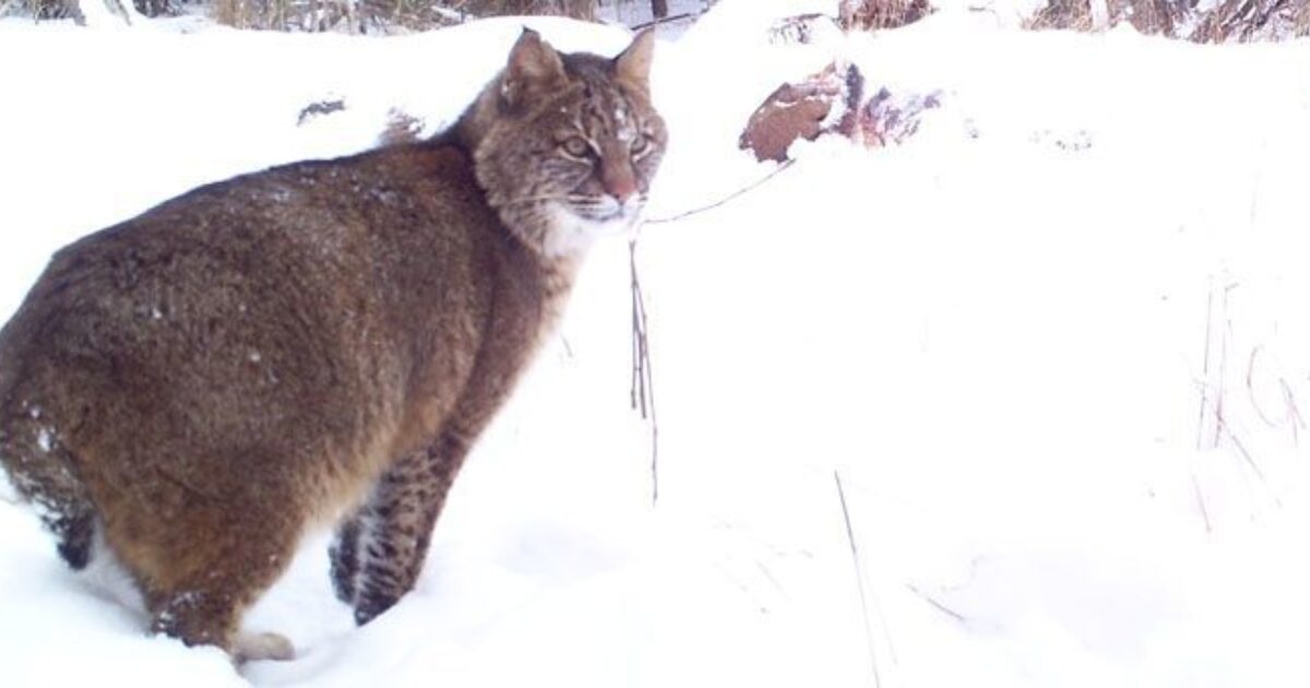 Michigan Bobcat Hunting Update Grand View Outdoors