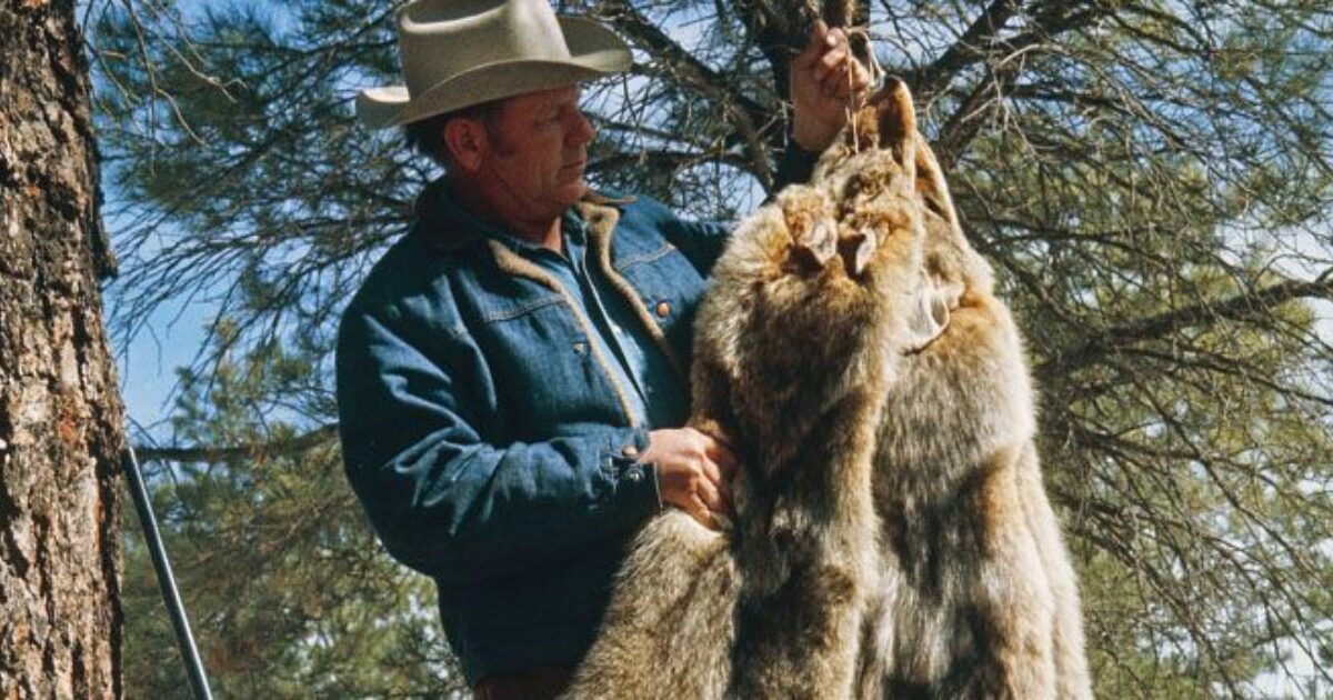 How To Properly Prepare A Pelt Grand, How To Make A Coyote Skin Rug