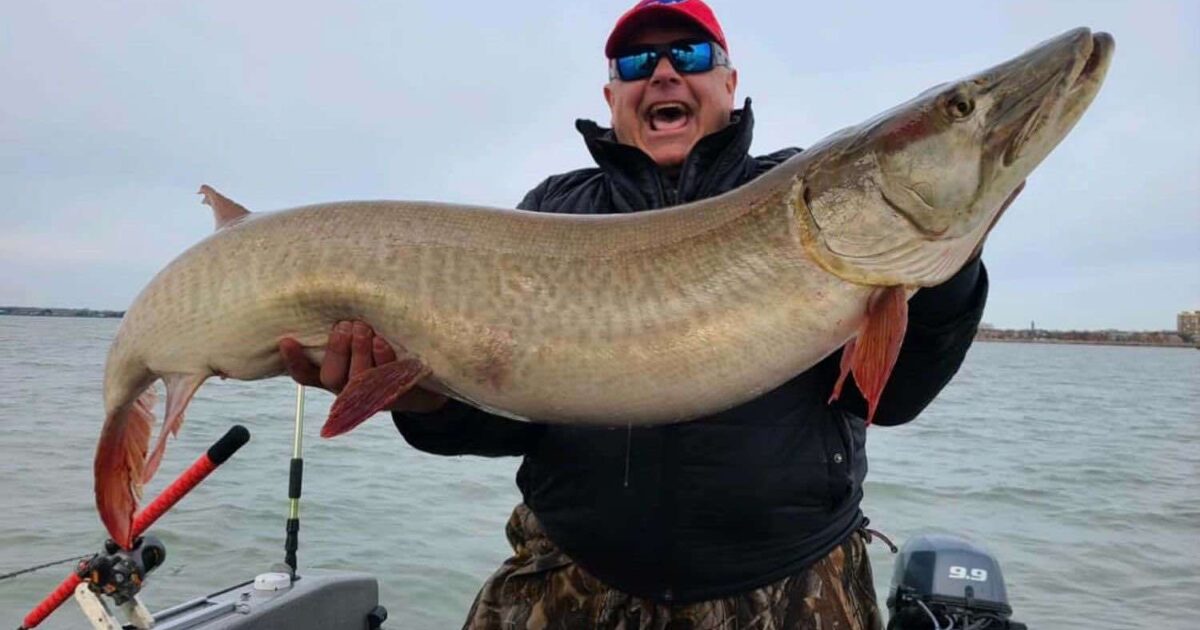 Video: 53-Inch December Muskie From Lake Erie