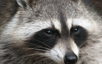 Raccoon Wikipedia photo