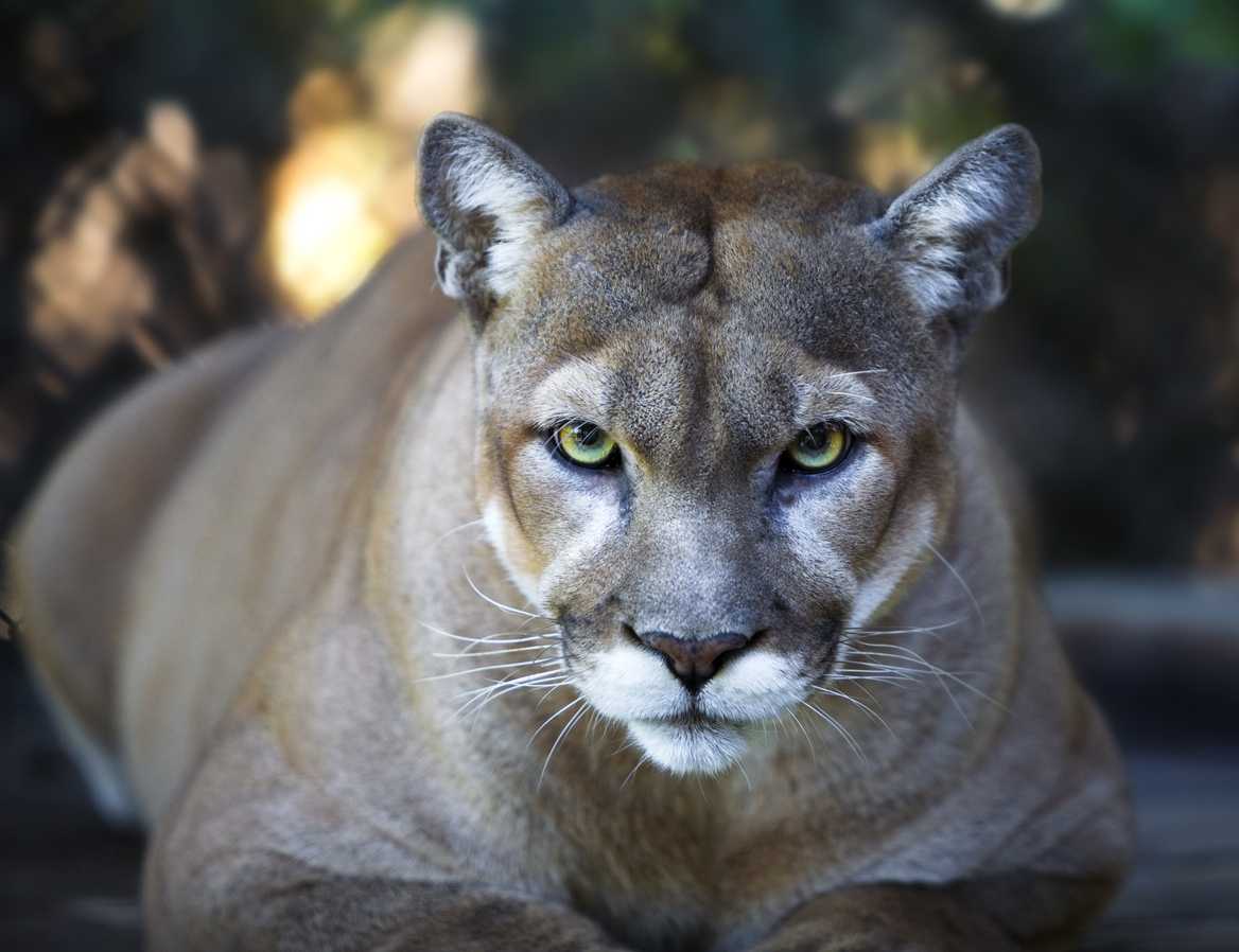 eastern cougar facts